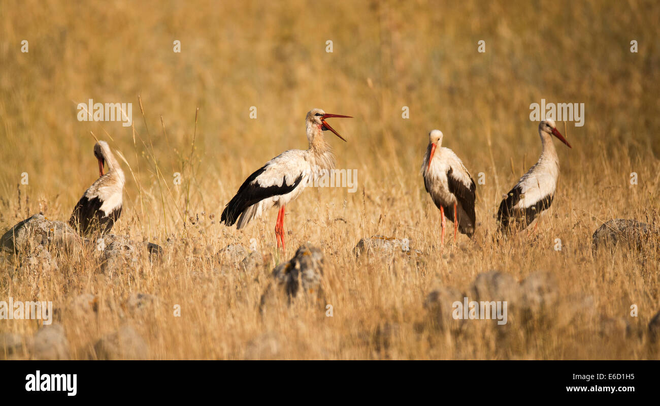 Weißer Storch (Ciconia Ciconia) in einem Feld auf Nahrungssuche. Weißstörche sind sehr große Watvögel, die ernähren sich von Fischen, Fröschen ein Stockfoto