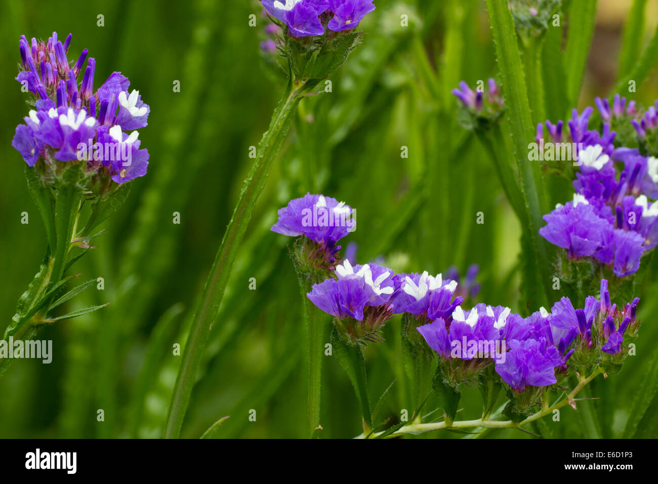 Blumen von der jährlichen Statice Limonium Sinuatum "Himmelblau" Stockfoto