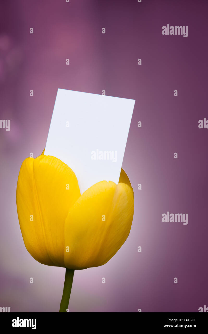 Leere Visitenkarte aus einer Tulpe Stockfoto