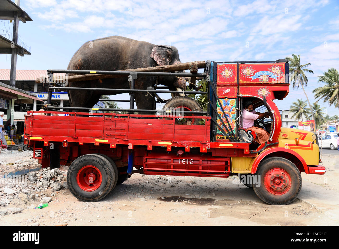Elefant-Transport per LKW, Kochi, Kerala, Südindien, Fort Kochi, Indien Stockfoto