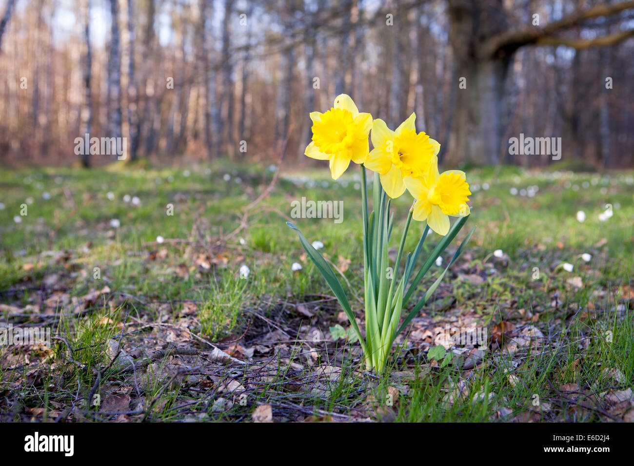 Drei gelbe Narzissen wachsen in einem Garten im Frühling. Stockfoto