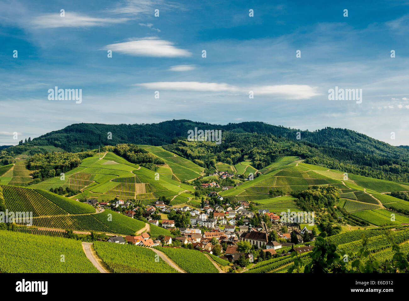 Weinberge, Durbach, Ortenau, Schwarzwald, Baden-Württemberg, Deutschland Stockfoto