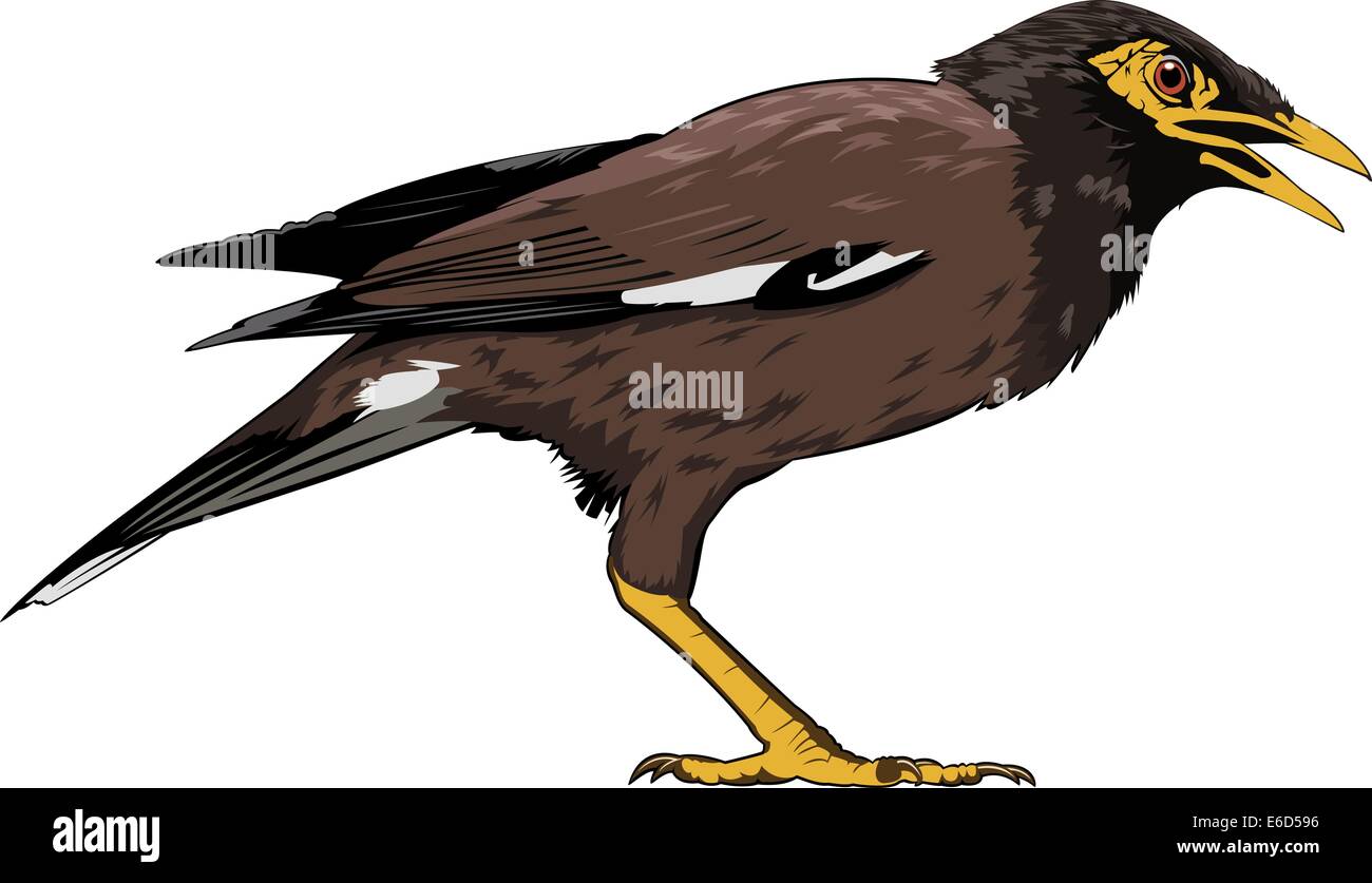 Bearbeitbares Vektor-Illustration eines gemeinsamen Myna Vogels aus Südost-Asien Stock Vektor