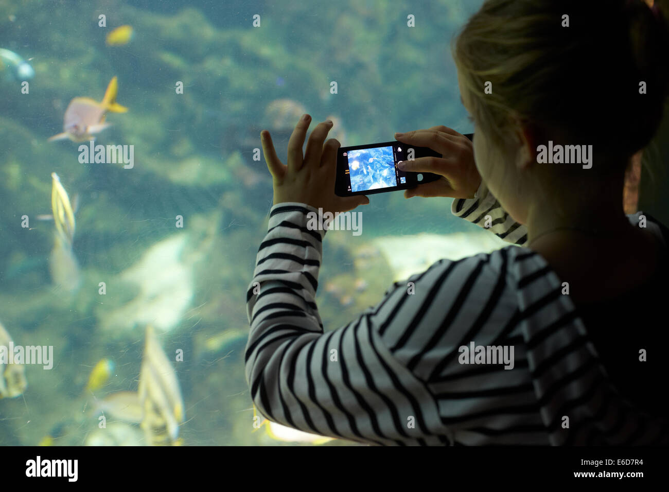 Frankreich, Bretagne, Finistere, Brest, Oceanopolis, junge Mädchen, die ein Foto mit einem iPhone Stockfoto
