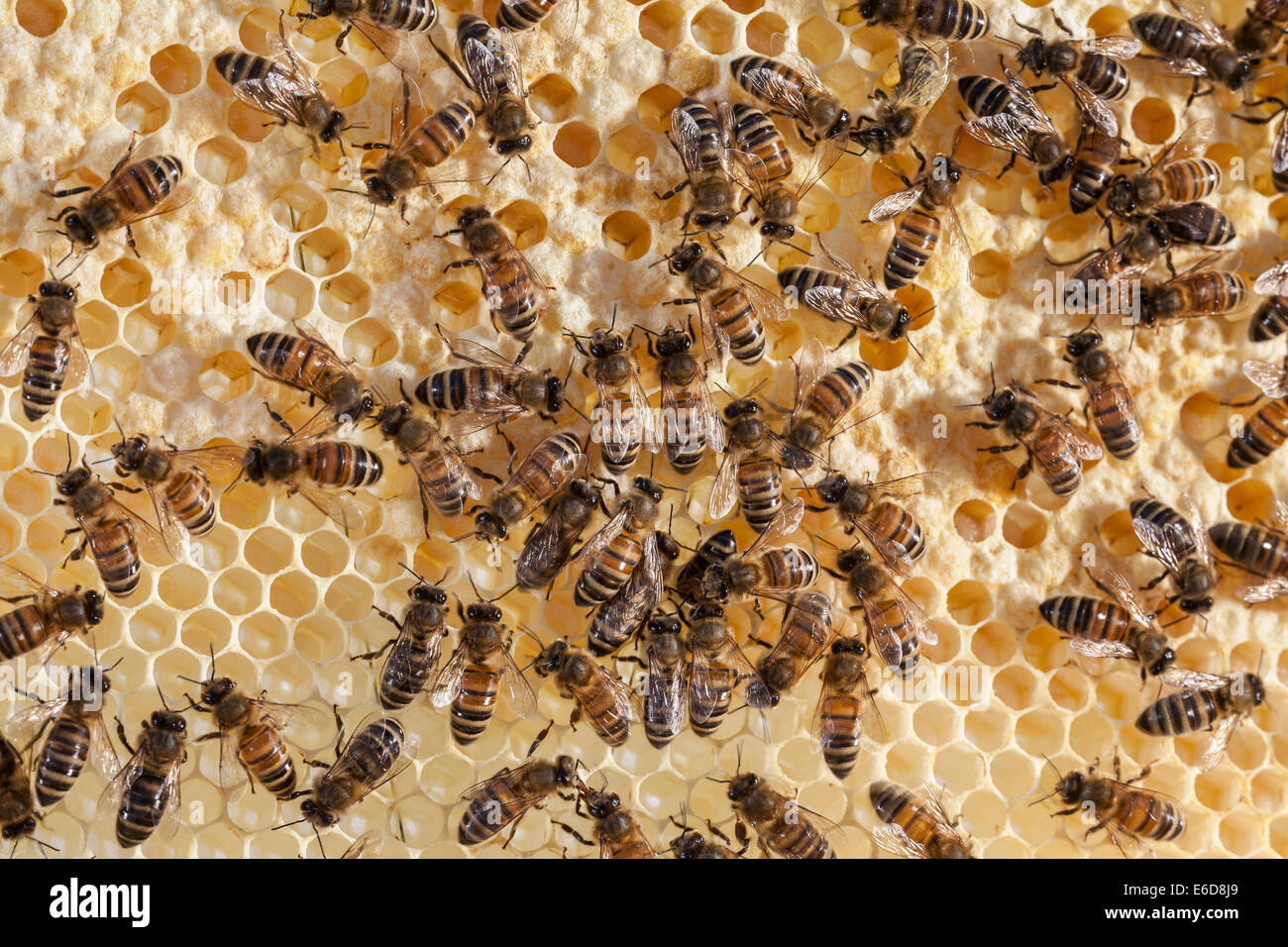 Englische Arbeiter Honigbienen tendenziell Larven in den Zellen und neue Zellen für die Eiablage vorbereiten. Auch 2 paar Bienen füttern einander Stockfoto