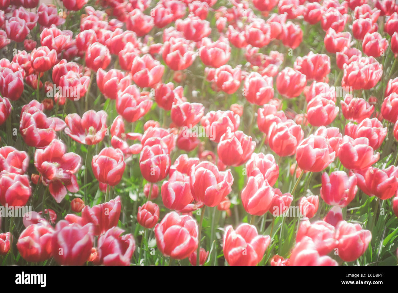 Niederlande, rot-weiße Tulpen, Tulipa, im Keukenhof Stockfoto