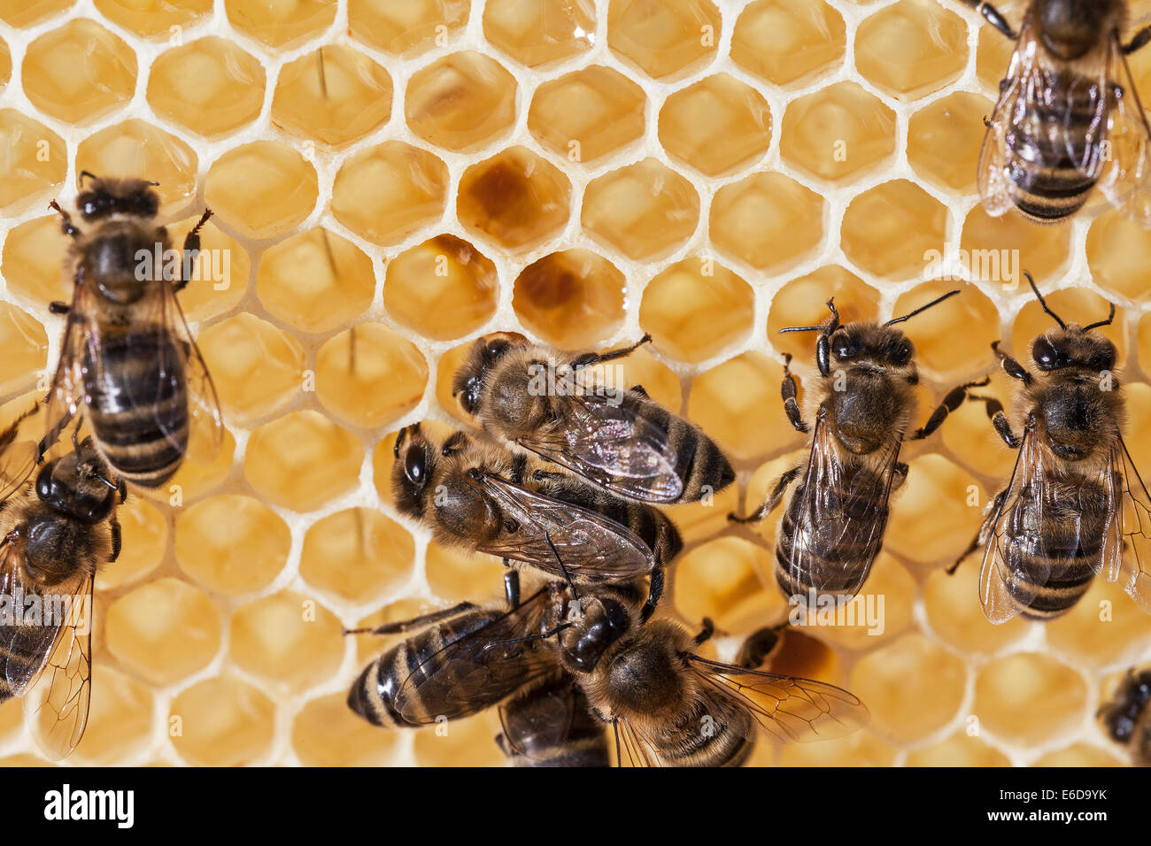 Englische Arbeiter Honigbienen Ladezellen mit Pollen, Gelee Royal plus "Bienenbrot" Protein für die Fütterung Baby Bienen machen gewöhnt. UK Stockfoto