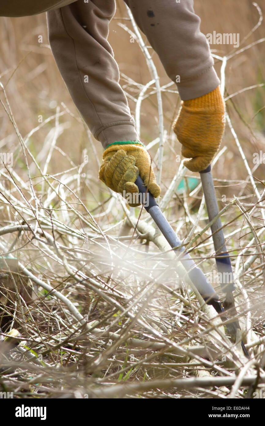 Eine Erhaltung Freiwillige hilft, Niederwald und verhindern, dass gregrowth von Willow, Tamworth, Staffordshire, März 2014. Stockfoto