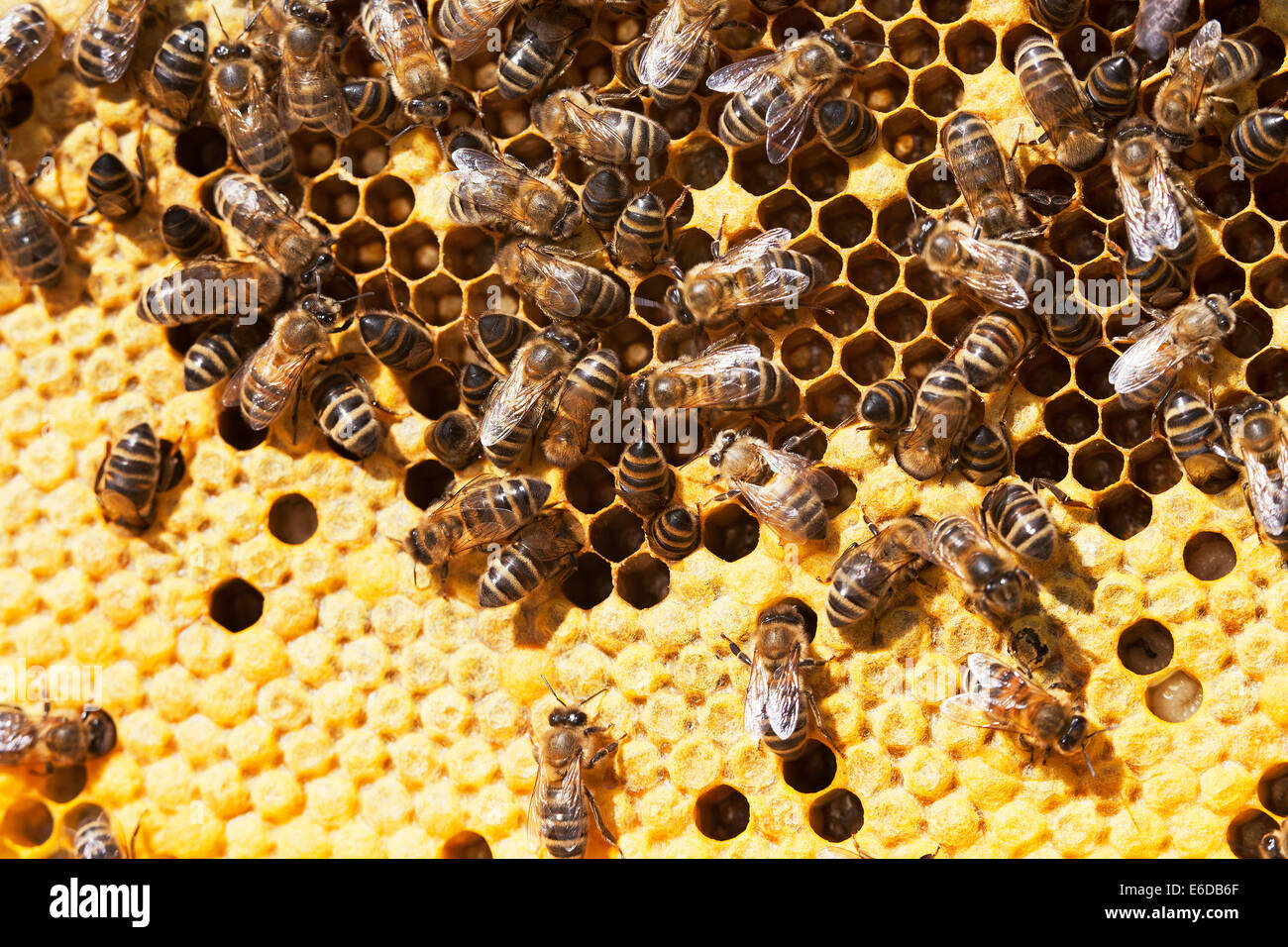 Englische Arbeiter Bienen im Bienenstock, Pflege und Fütterung kürzlich geschlüpfte Larven, auf der Suche nach geschlossenen Brut und Vorbereitung neue Zellen Stockfoto