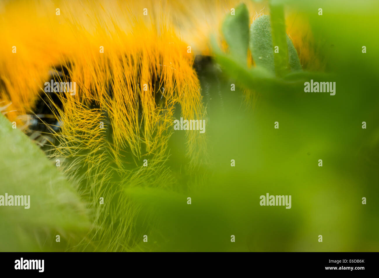 Grass Eggar Lasiocampa Trifolii, liegt eine Nahaufnahme Makro Bild eines Rasen Eggar Motte Raupen Haares als es unter dem Rasen auf Stockfoto