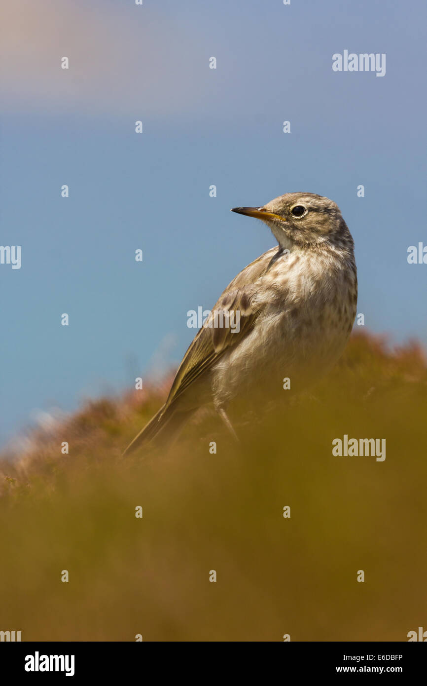 Rock Pipit Anthus petrosus, ein Porträt eines Felspipit, wie er nach Nahrung in der küstennahen Heide Lebensraum sucht Stockfoto