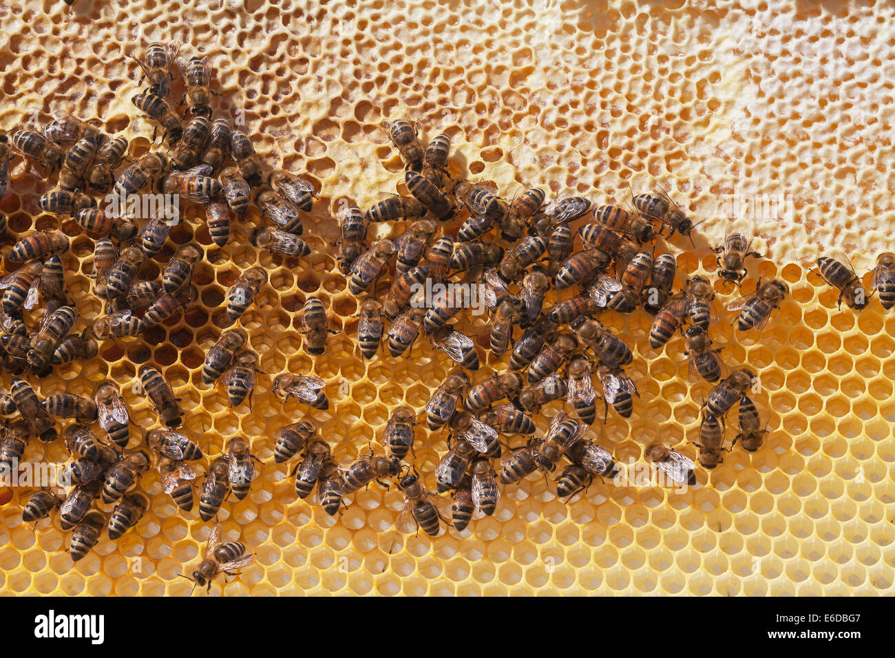 Bienenstock Honig Bogen mit versiegelten gespeicherten Honig für den Winter über Nektar mit englischen Arbeiter Honigbienen unten und dann neue Kamm Stockfoto