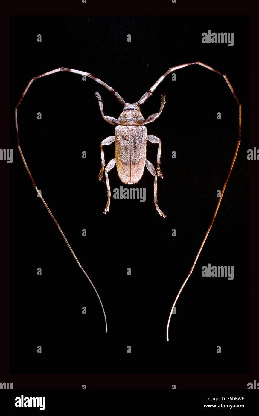 Die Zimmermänner Käfer, Acanthocinus Aedilis, ist ein Käfer in Wälder in Europa, Russland und Zentralasien gefunden. Die Antennen der t Stockfoto