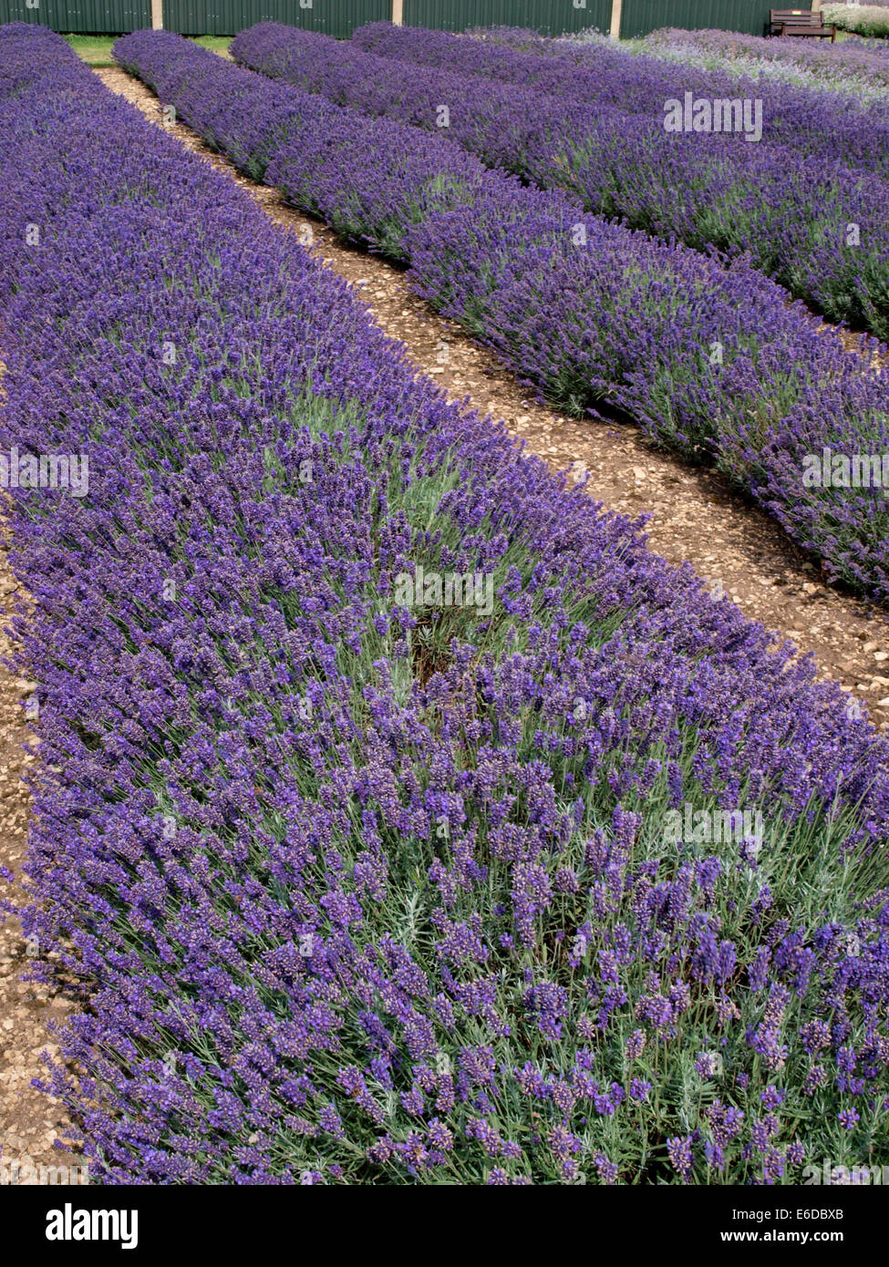 Reihen von Lavendel wächst, Cotswold Lavendel, Snowshill, Worcestershire, UK Stockfoto