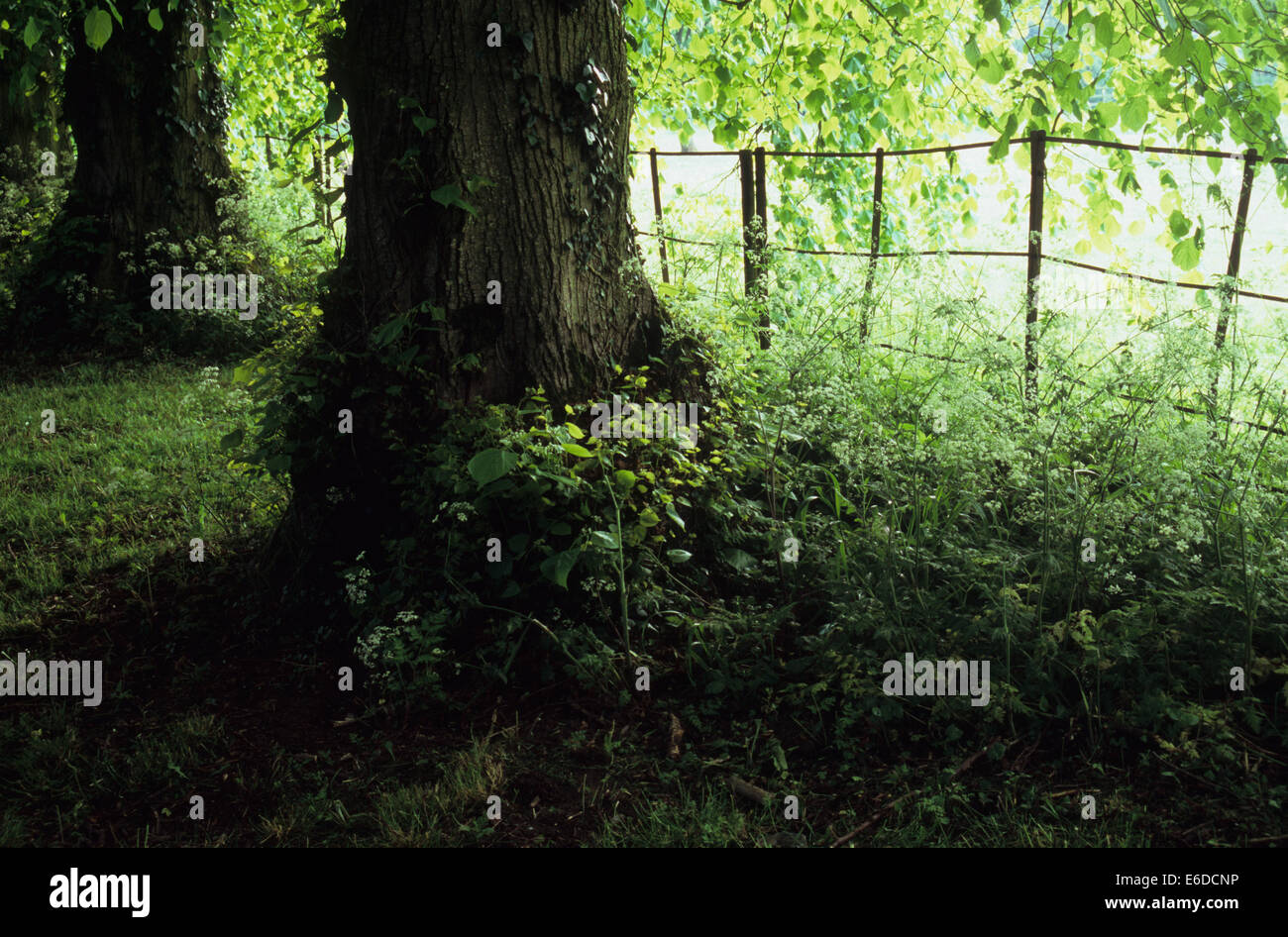 Dicken Baumstämmen und Blättern Hintergrundbeleuchtung des gemeinsamen Kalk oder Linden oder Tilia Europaea Bäume neben dünnen Metall-Zaun Stockfoto