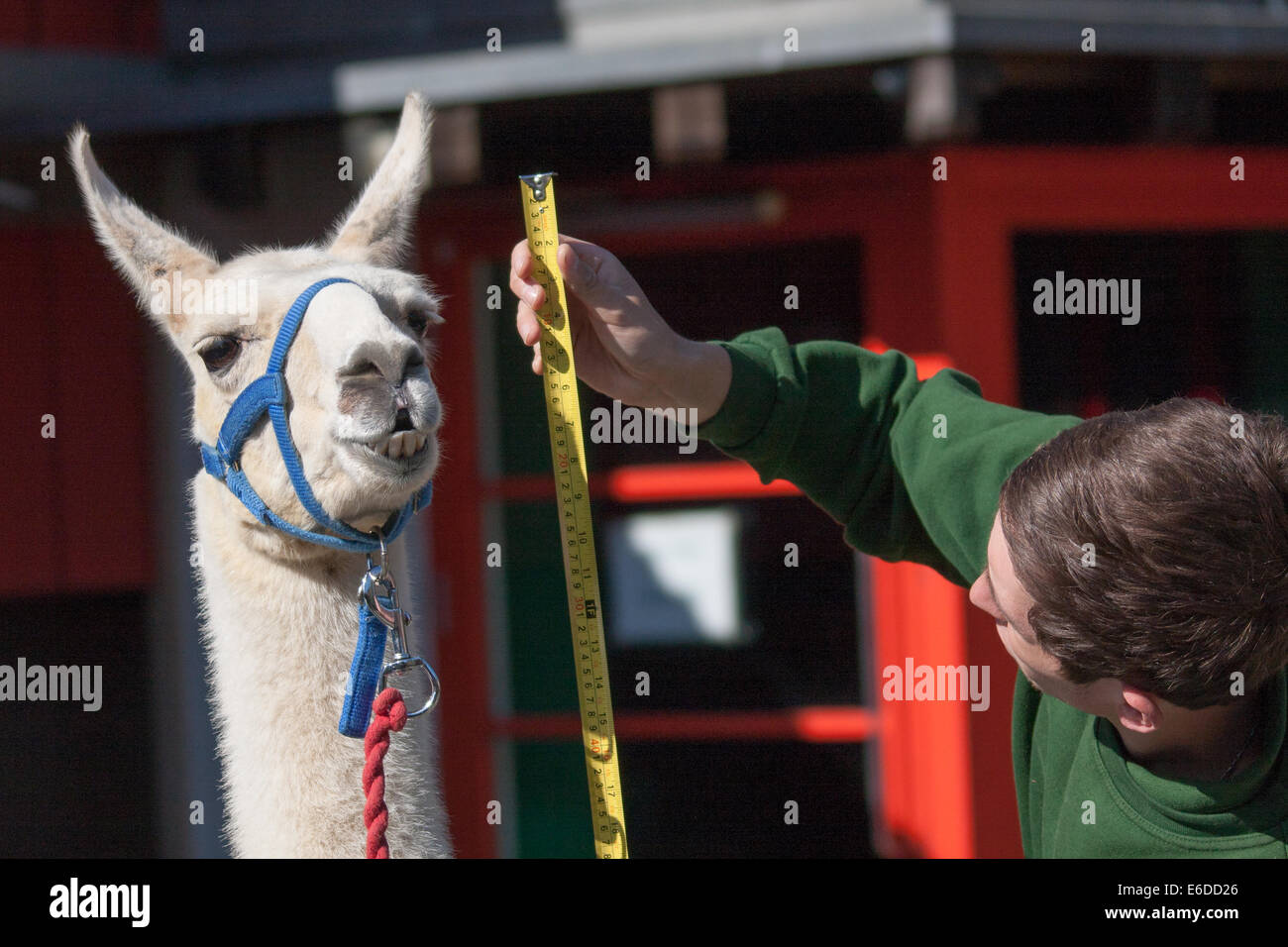 London, UK. 21. August 2014. Zookeper Jack Sargent misst die Höhe des Erwachsenen Lama Perry ZSL London hält seine jährliche Tier wiegen und messen Tag ihre Datenbanken aktualisieren. Bildnachweis: Paul Davey/Alamy Live-Nachrichten Stockfoto