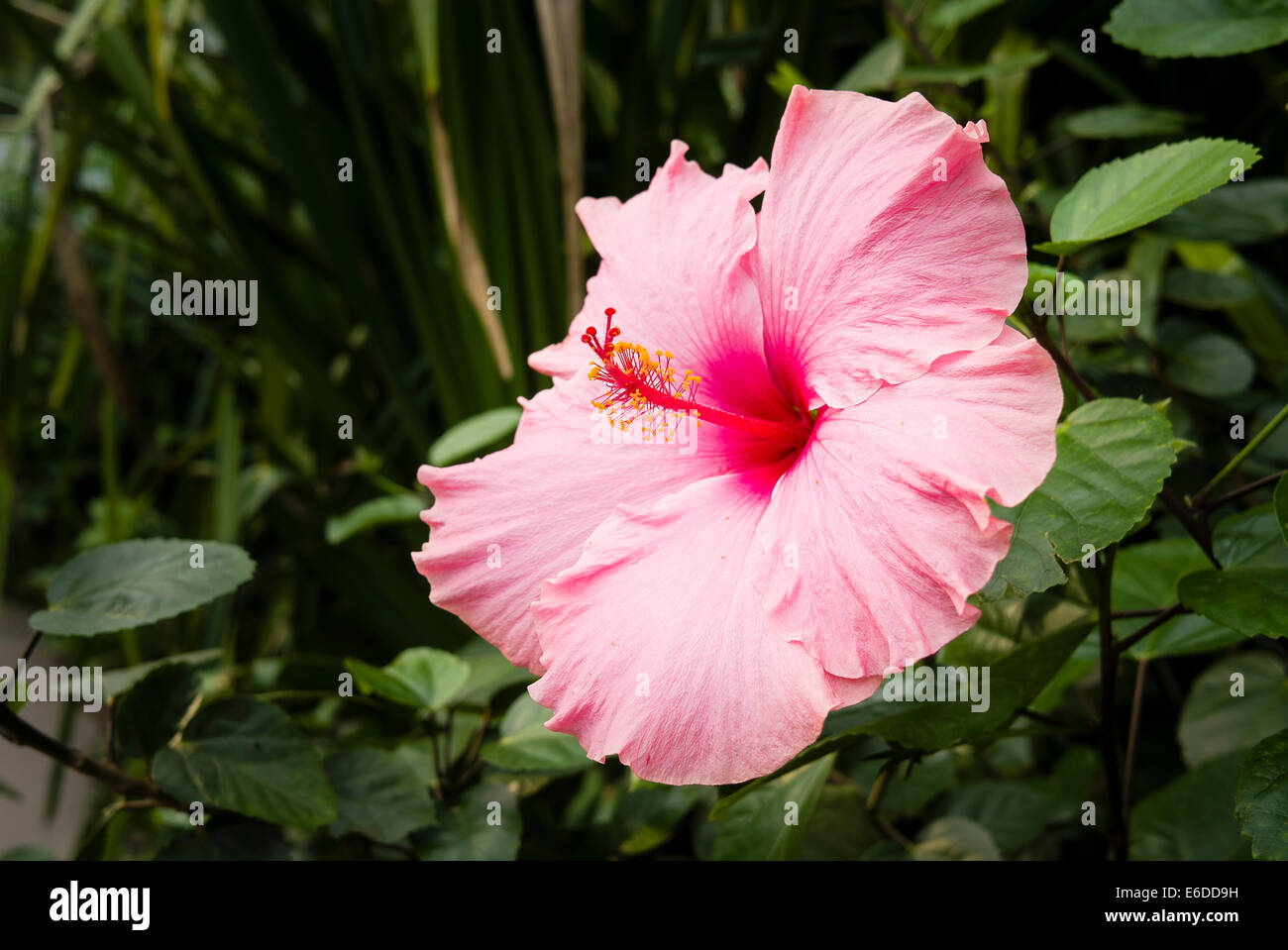 Rosa Hibiskus Blume im tropischen Biom in Eden Cornwall Stockfoto