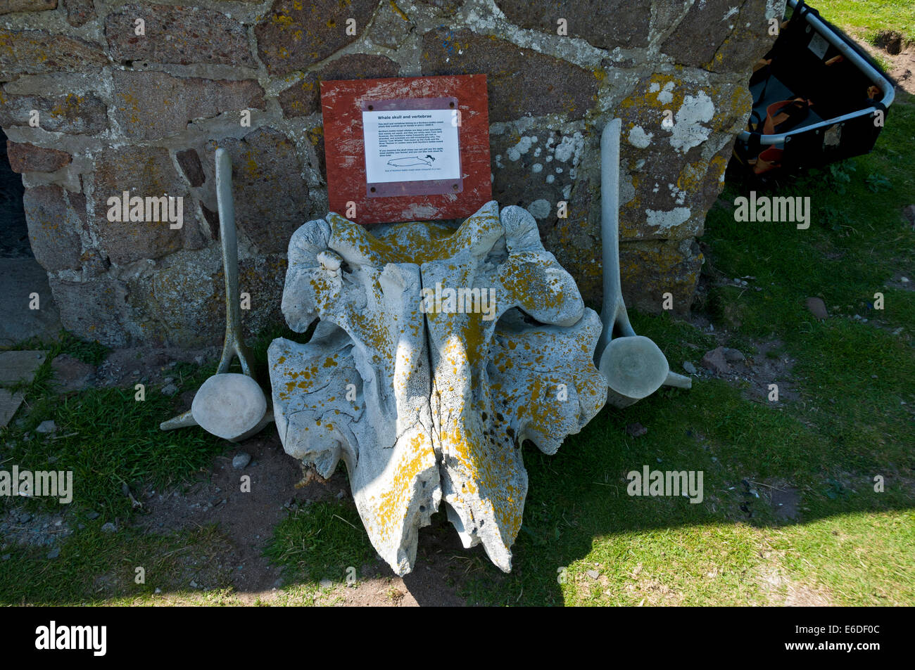 Wal-Schädel und Wirbel an der Information Hütte, Handa Island, Sutherland, Schottland, UK Stockfoto
