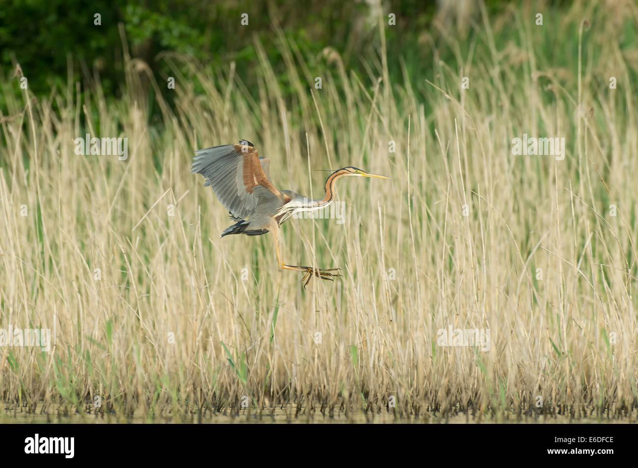Purpurreiher in ein Schilfbeetes Gebiet la Dombes, Ain Abteilung, Frankreich Stockfoto