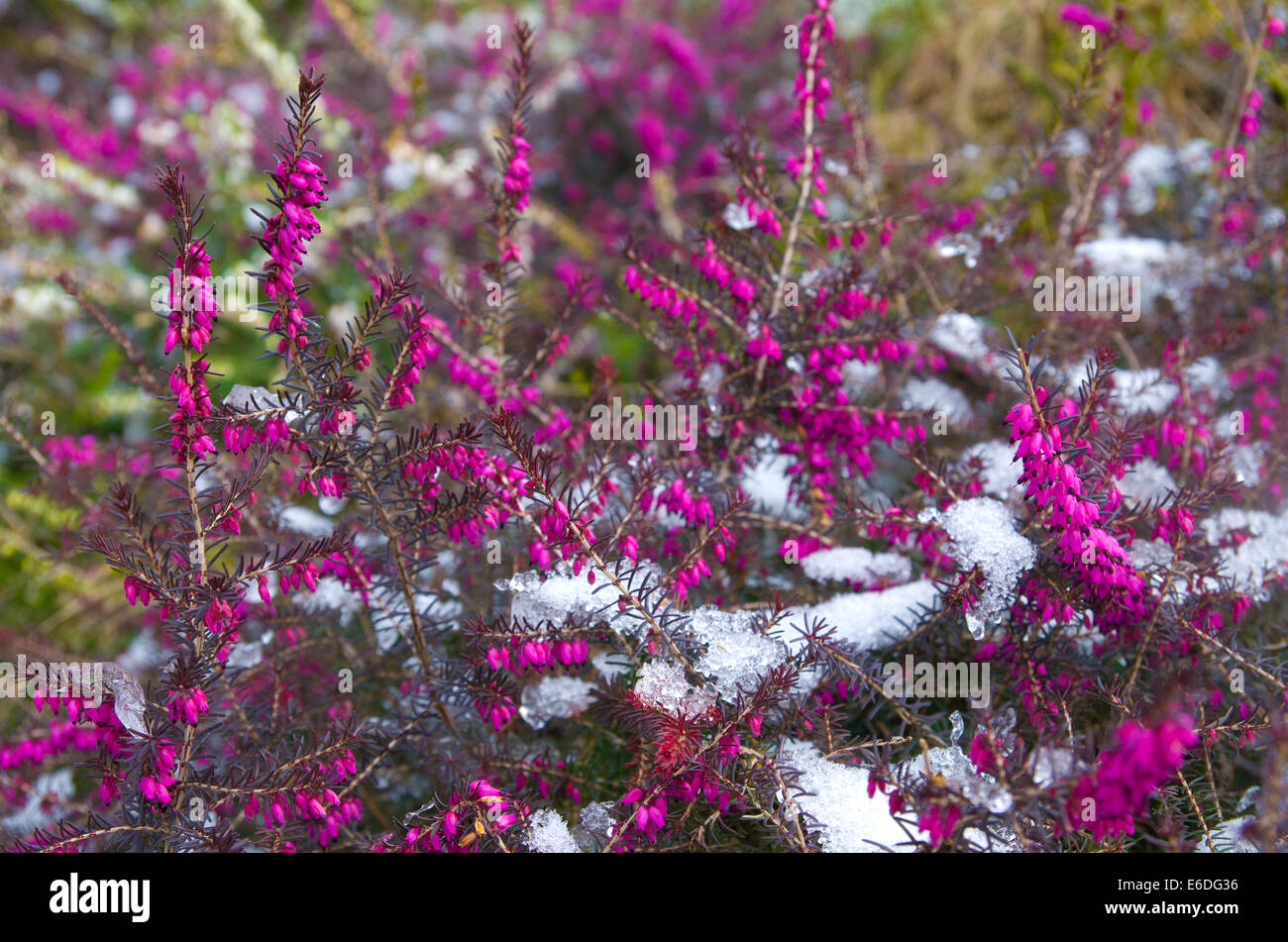 blühenden Erica Darleyensis mit Schnee bedeckt Stockfoto