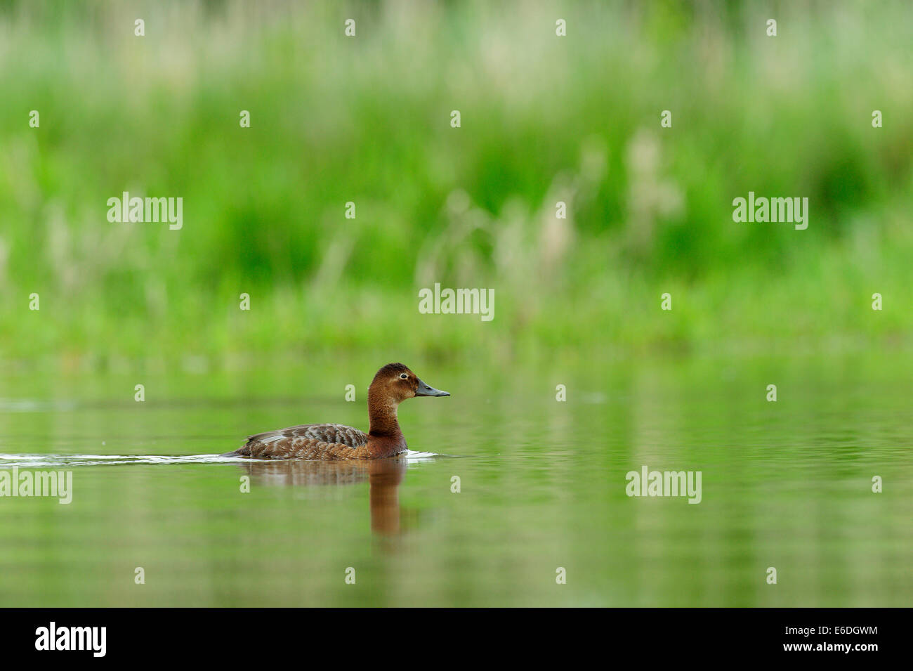 gemeinsamen Tafelenten-Ente in einem Sumpf in la Dombes Region, Departement Ain, Frankreich Stockfoto