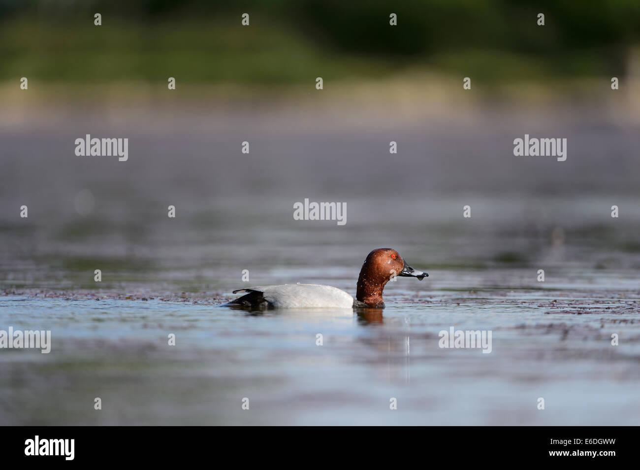gemeinsamen Tafelenten-Ente in einem Sumpf in la Dombes Region, Departement Ain, Frankreich Stockfoto
