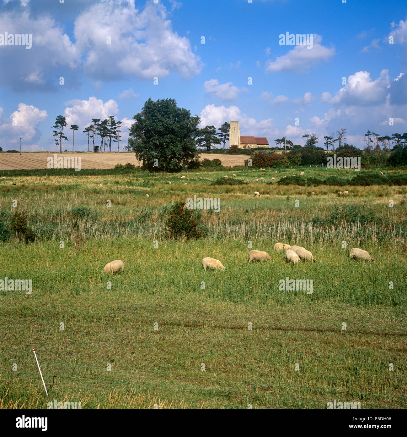 Ramsholt Suffolk England UK Stockfoto