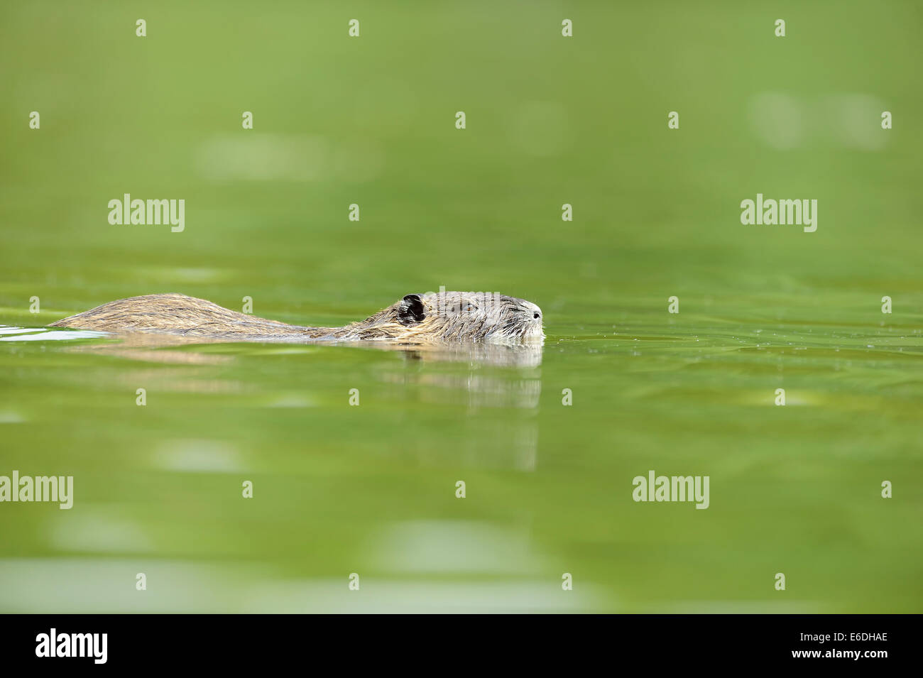 Nutrias ein Sumpf in la Dombes Region, Departement Ain, Frankreich Stockfoto