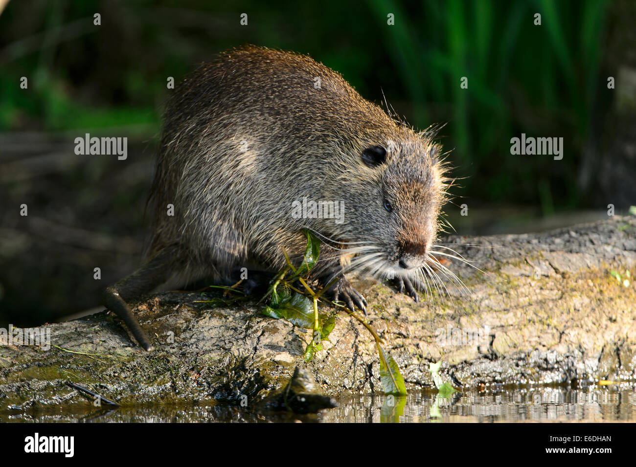 Nutrias ein Sumpf in la Dombes Region, Departement Ain, Frankreich Stockfoto