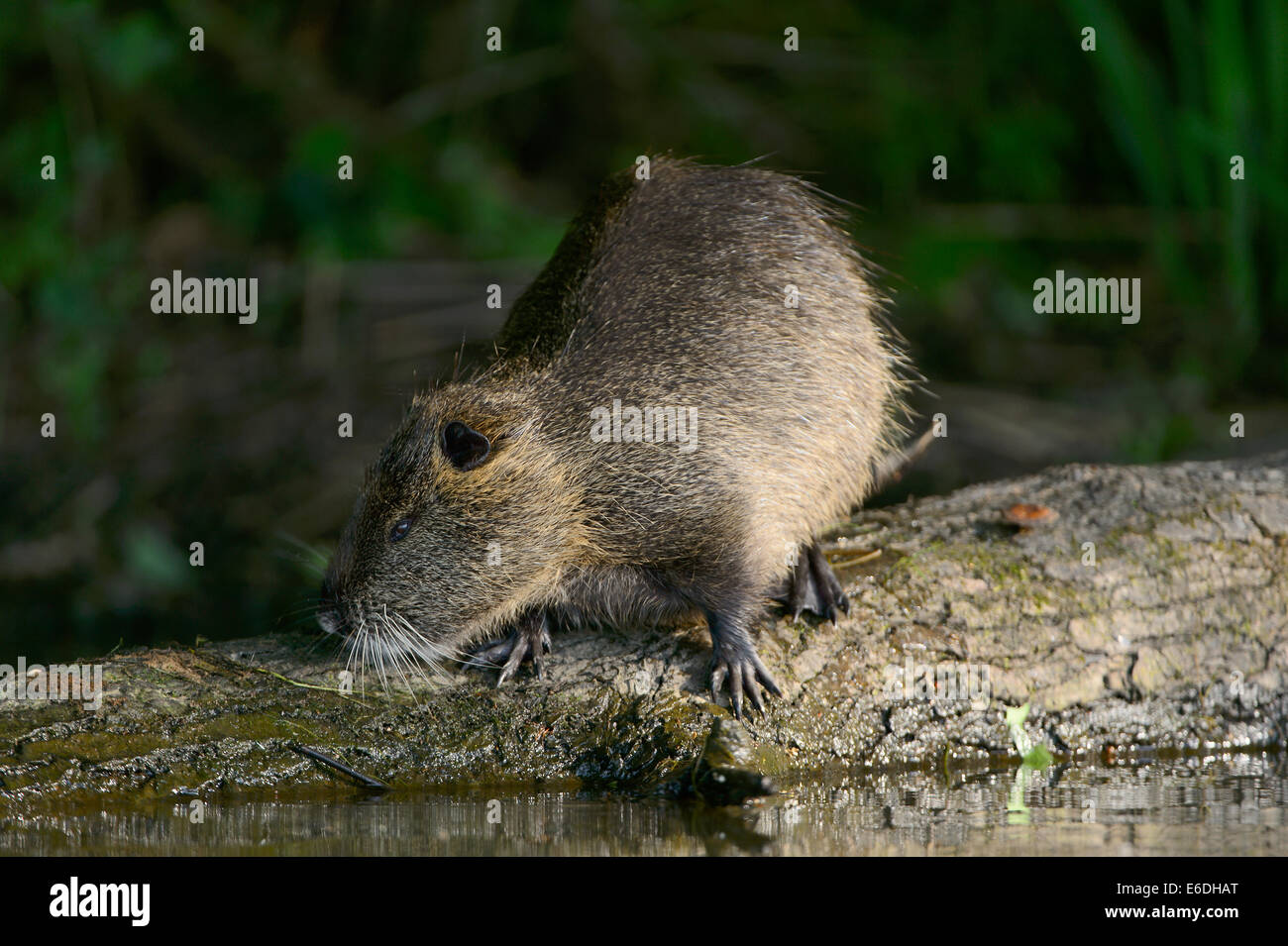 Nutrias ein Sumpf in la Dombes Region, Departement Ain, Frankreich Stockfoto