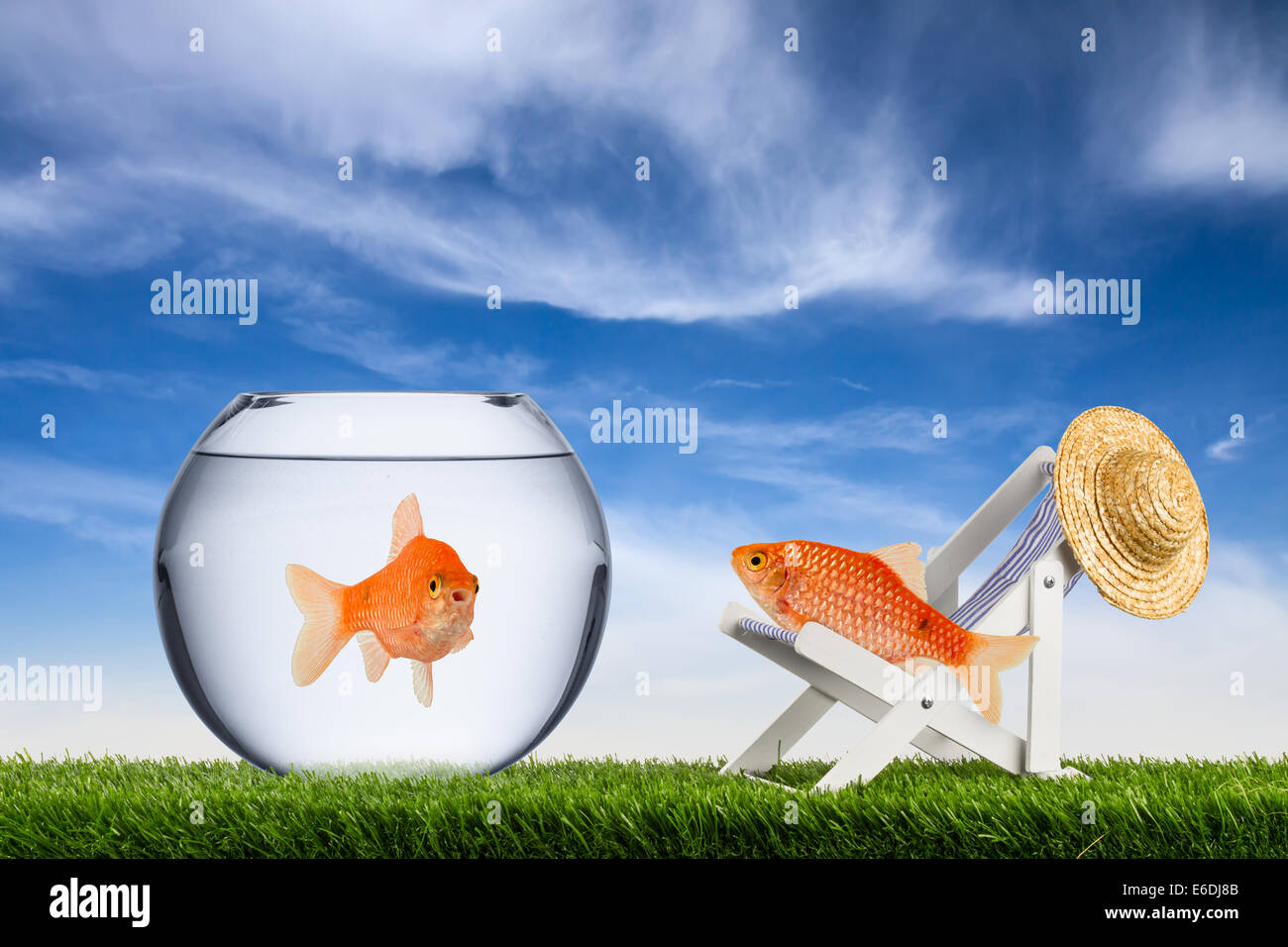 Freiheit-Fisch-Konzept Stockfoto