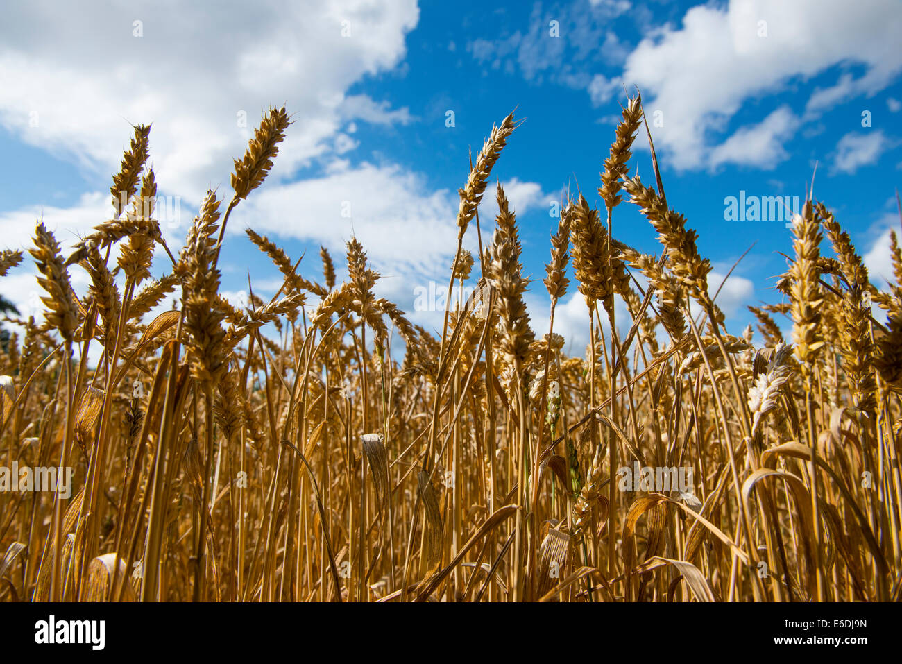 Eine Nahaufnahme von Weizen wächst vor blauem Himmel in einem Shropshire-Feld. Stockfoto