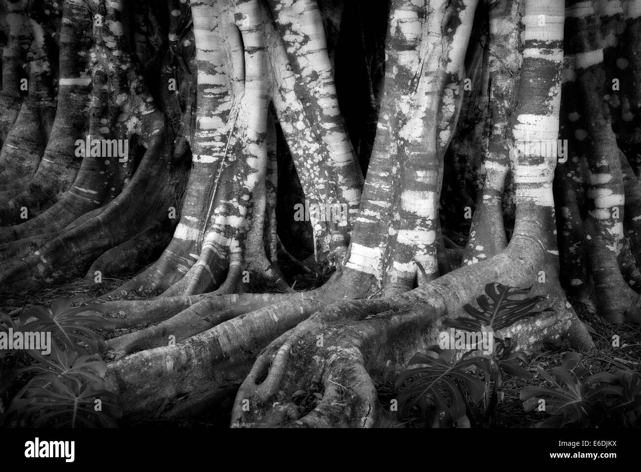 Banyon Baumstämme. Lanai, Hawaii Stockfoto