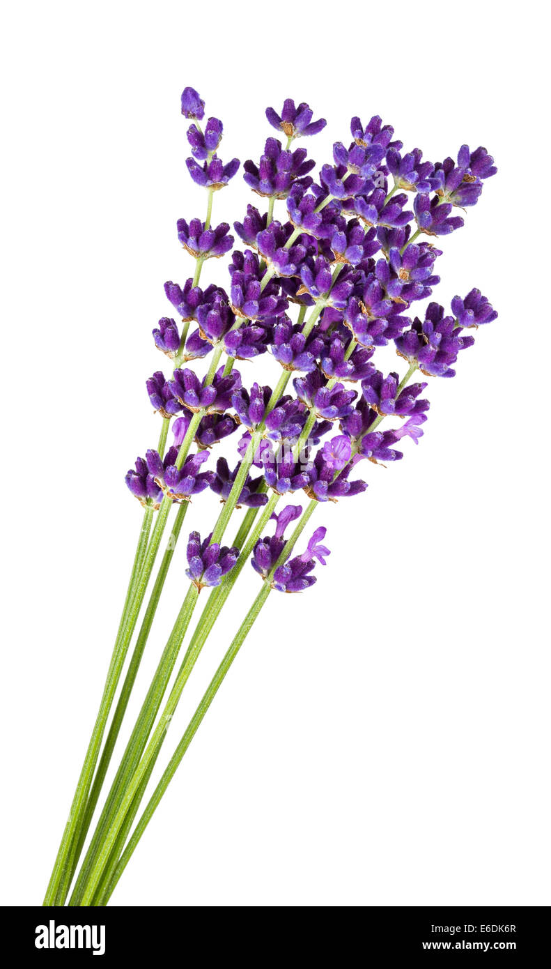 Reihe von Lavendel vor weißem Hintergrund Stockfoto