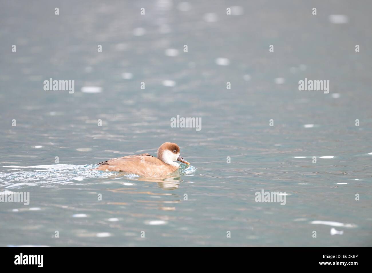 Rot-crested Tafelenten - rot-crested Ente (Netta Rufina) Weibchen Schwimmen im Winter See Leman (Genfer See) Stockfoto
