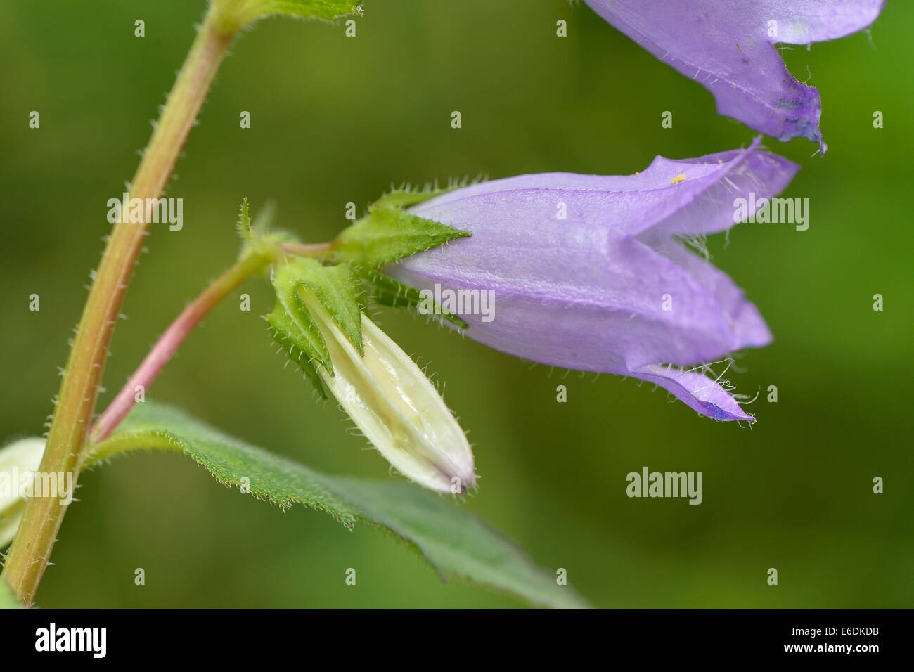 Brennnessel-blättrige Glockenblume (Campanula Trachelium) blühen im Sommer Stockfoto