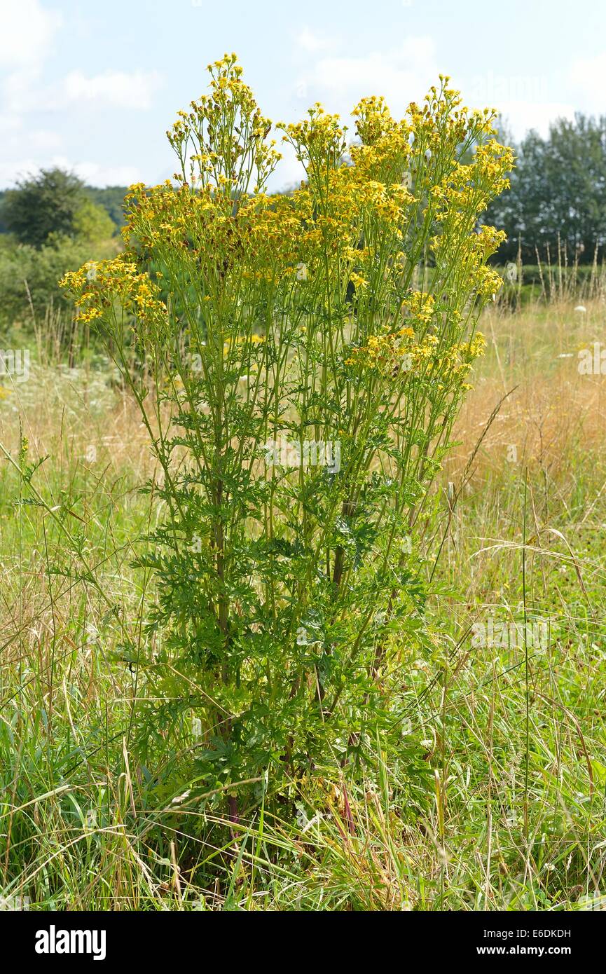 Oxford-Kreuzkraut (Senecio Squalidus) blühen im Sommer Stockfoto