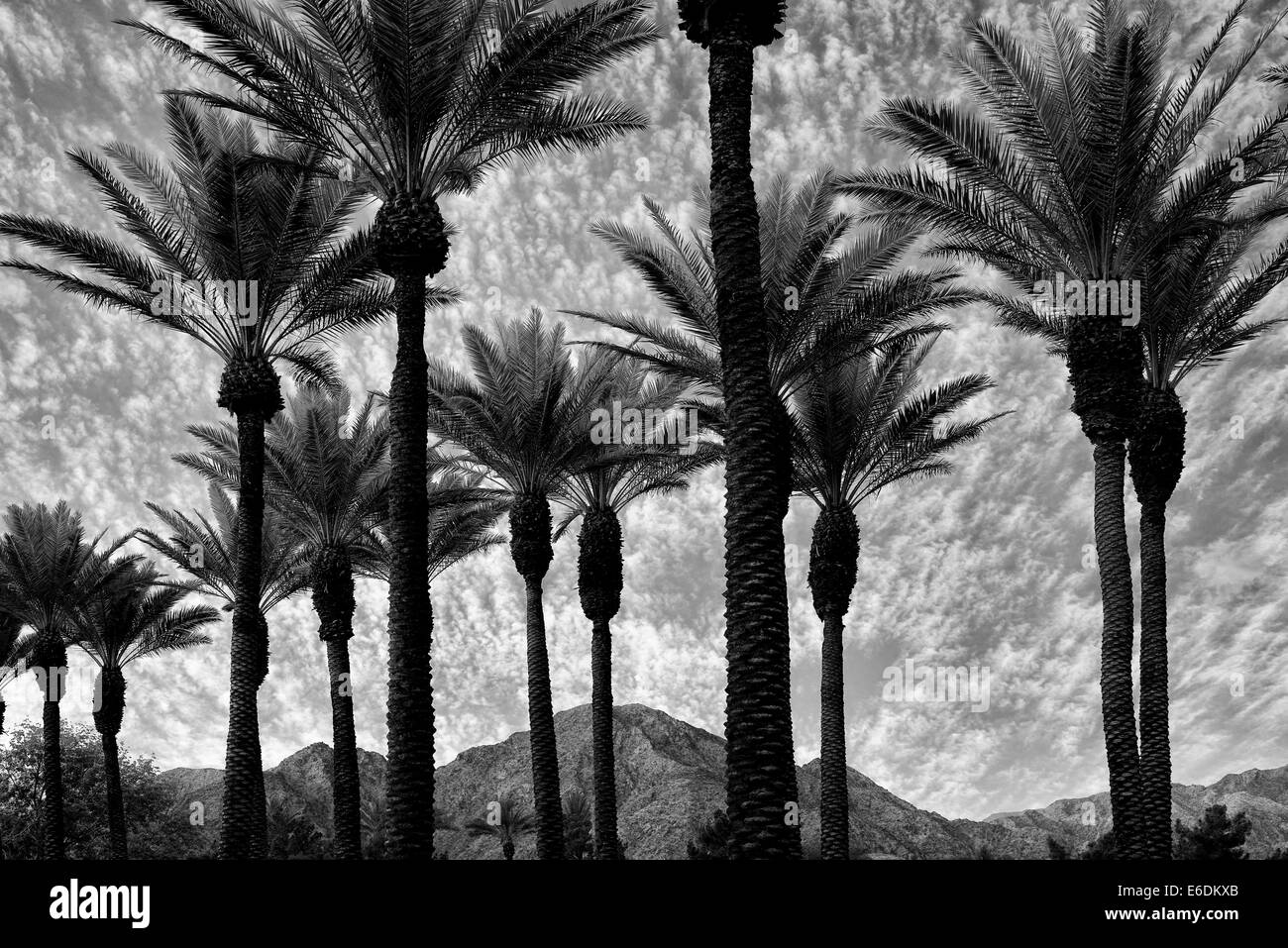Palmen mit Sonnenaufgang und Santa Rosa Mountains, Kalifornien Stockfoto