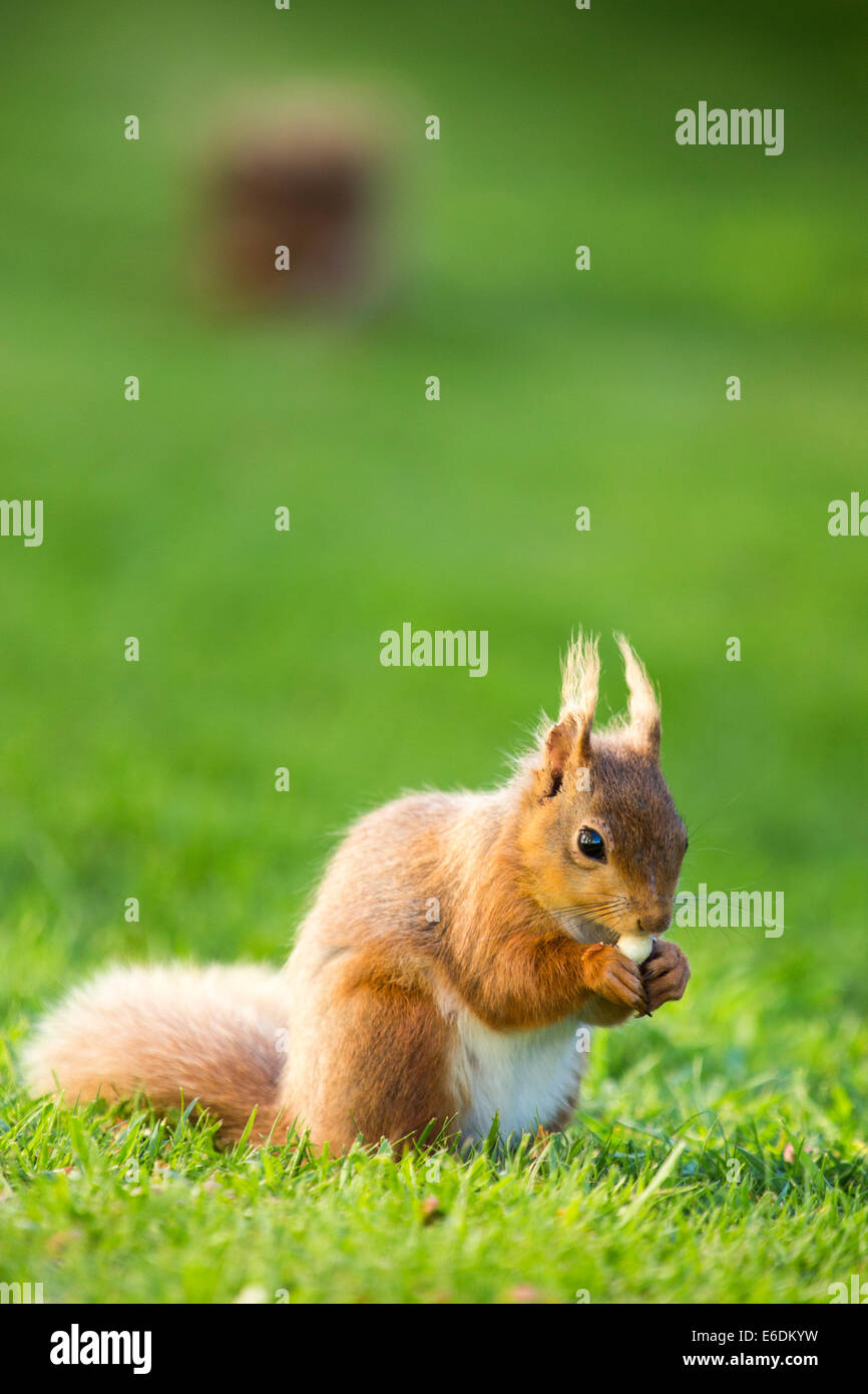 Ein Eichhörnchen Sciurus Vulgaris Fütterung in einem Garten im Lake District, UK. Stockfoto