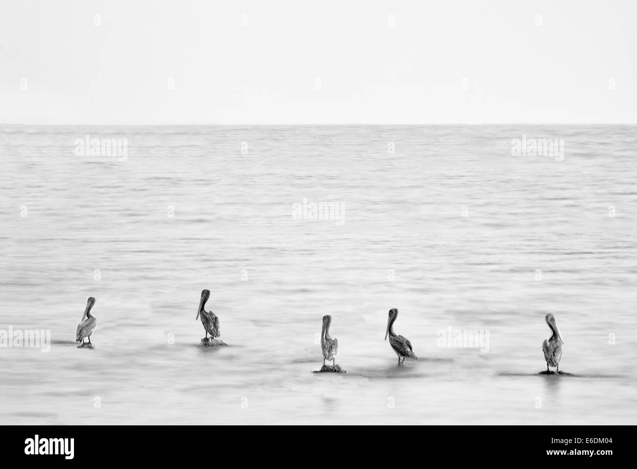 Pelikane auf Felsen stehen. Salton Sea State Recreation Area. California Stockfoto