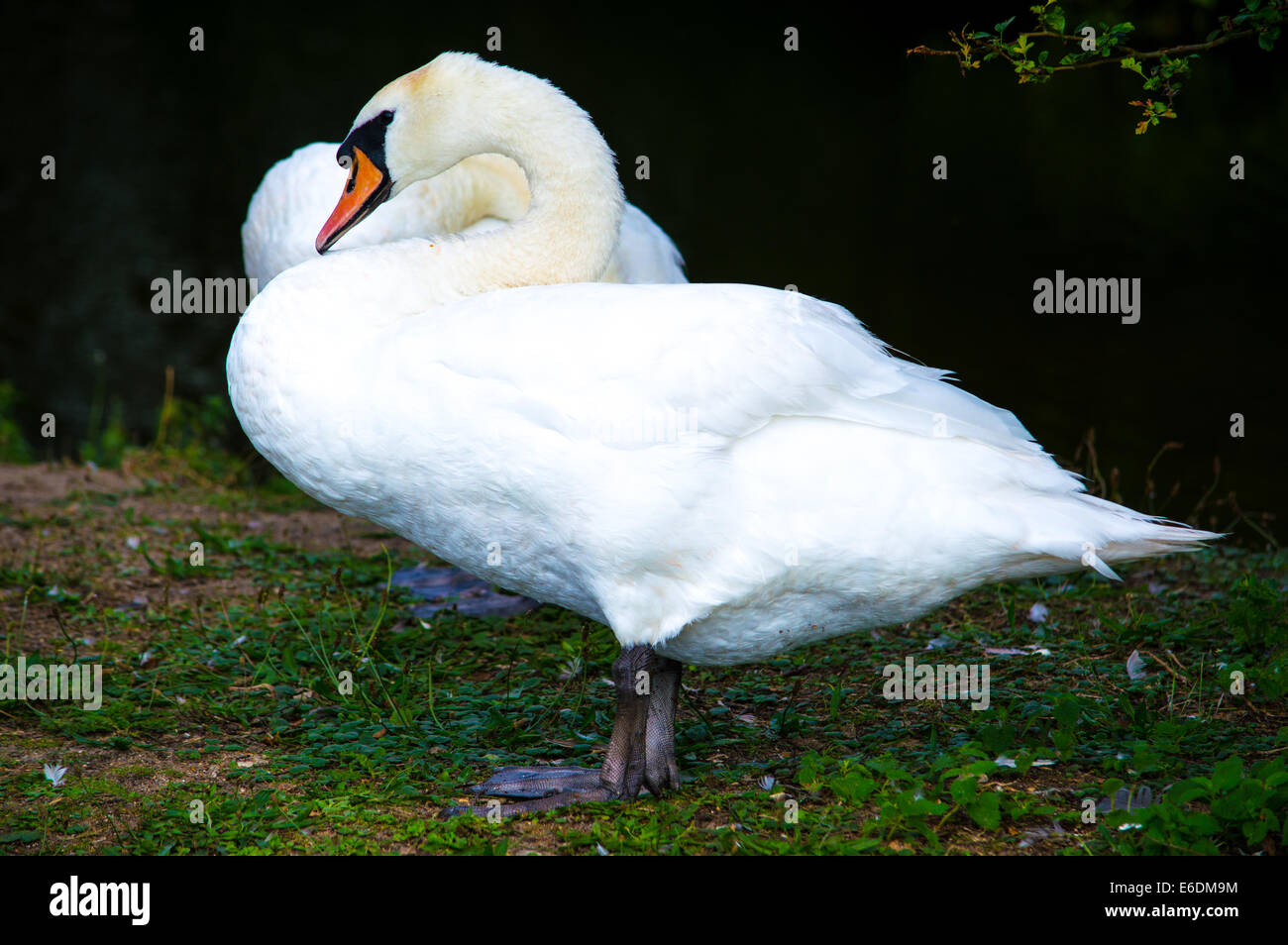 Schwäne, die herrlichen Gärten von Norfolk Naturpark roaming. Stockfoto