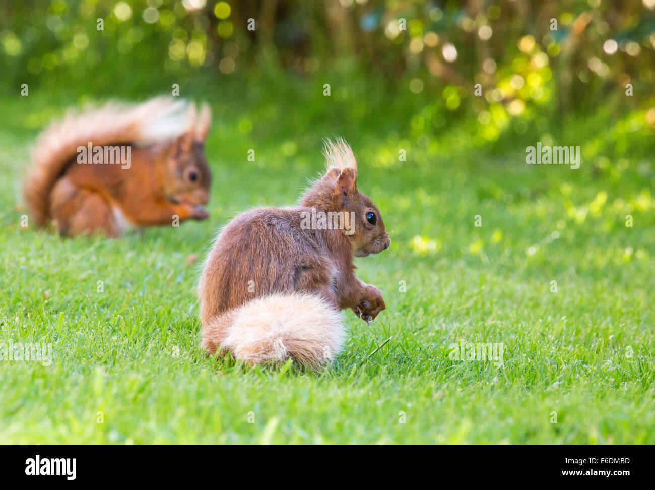 Ein Eichhörnchen Sciurus Vulgaris Fütterung in einem Garten im Lake District, UK. Stockfoto