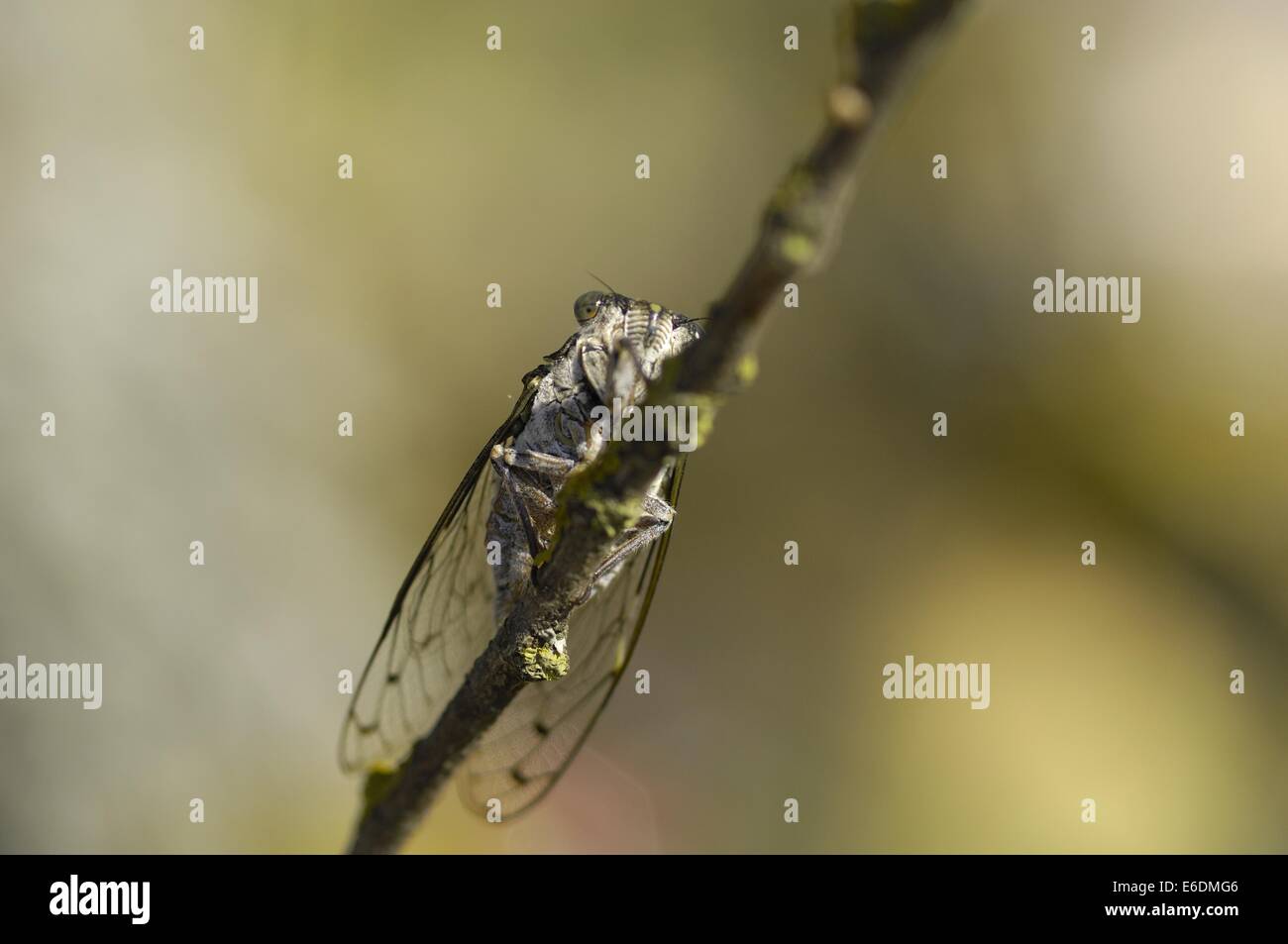 Zikade Zirpe (Cicada Orni - Tettigia Orni) männlichen Gesang auf einem Ast im Sommer Stockfoto