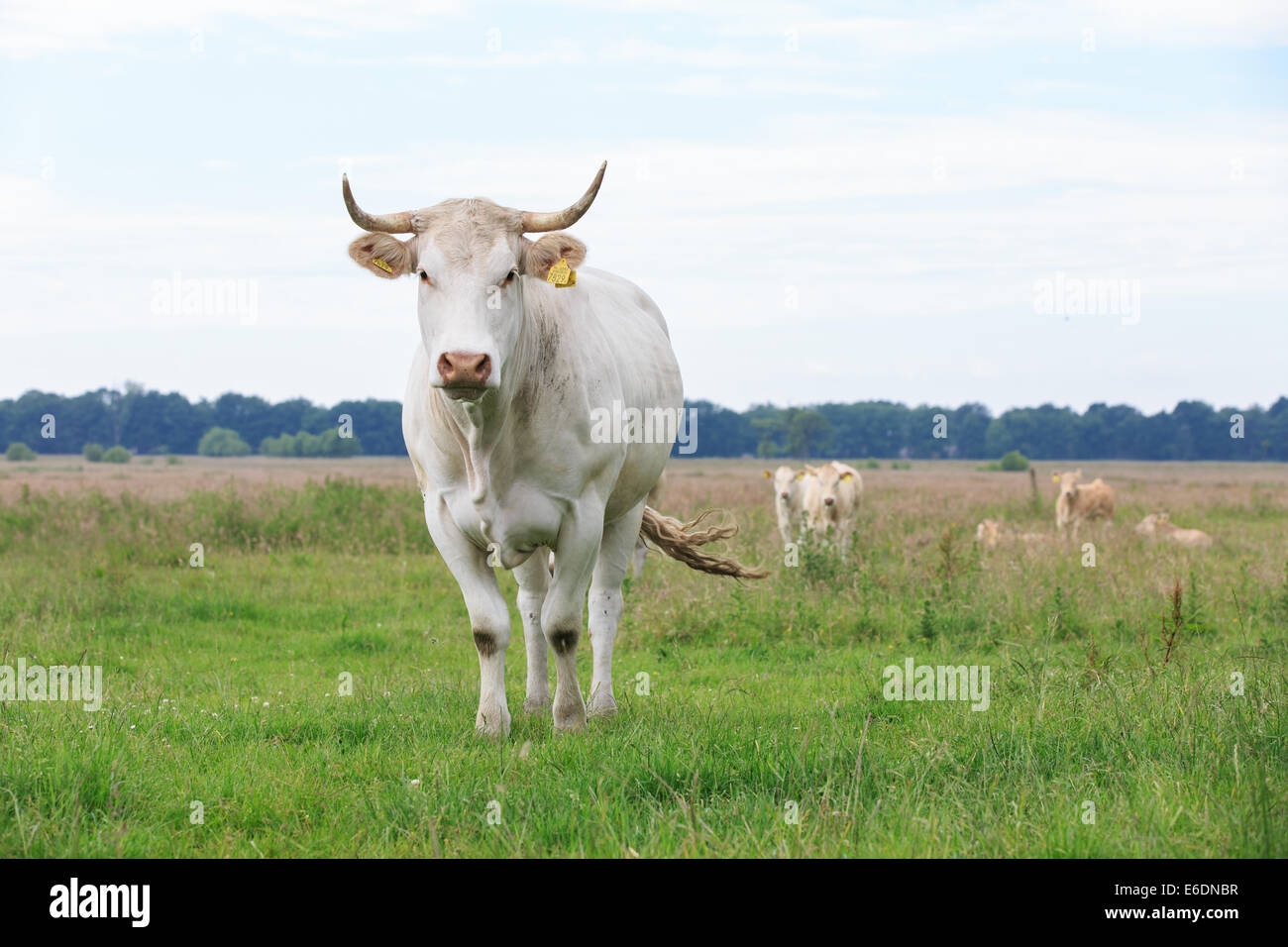 Eine Blonde d ' Aquitaine-Kuh mit großen Spitzen Horn sieht aufmerksam im Hintergrund zwei Kälber neugierig suchen Stockfoto