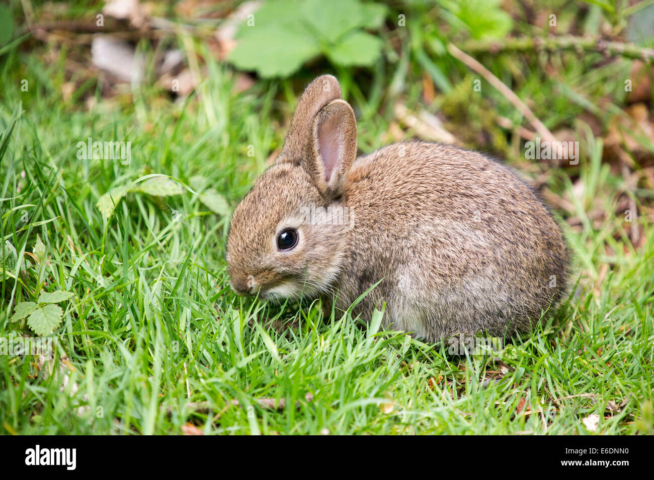 Ein jungen Kaninchen Weiden auf Rasen, Lake District, Großbritannien. Stockfoto