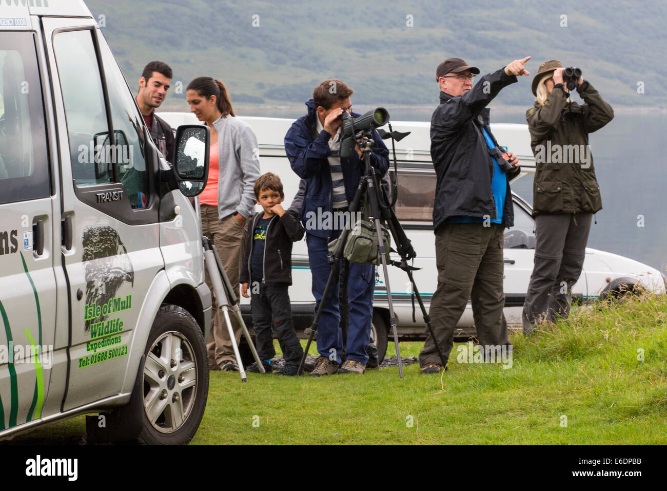 Ein Wildlife Tour Unternehmen zeigt Wildtiere für Touristen auf der Isle of Mull, Schottland, UK. Stockfoto