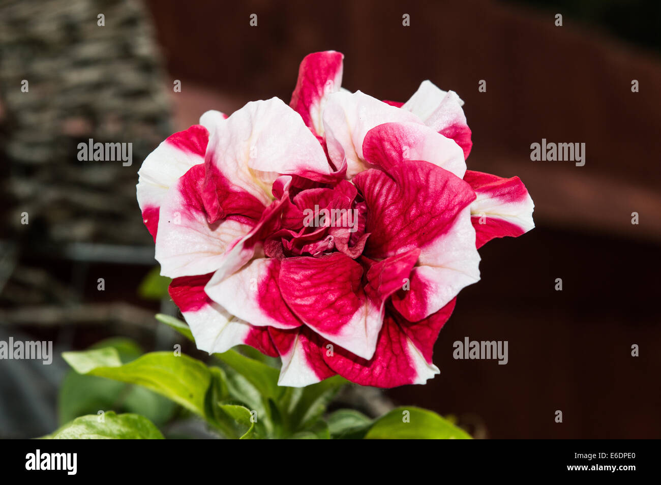 Atemberaubende Farben und Makro Detail der Blüte. Stockfoto