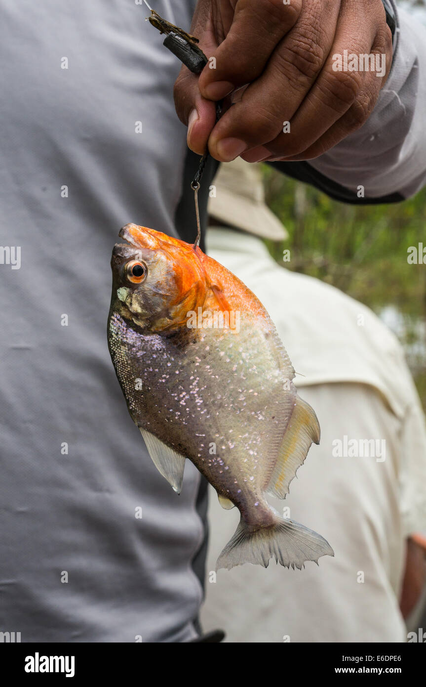 Piranha gefangen von fisher Stockfoto