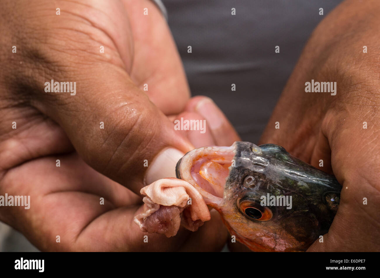 Piranha gefangen von fisher Stockfoto