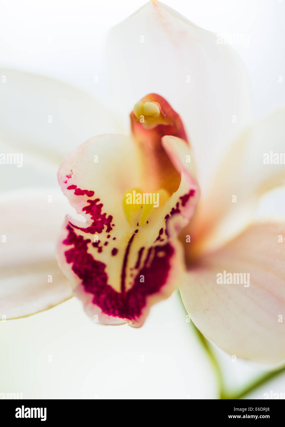 Cymbidium Orchidee Boot weiß und rot mit weißem Hintergrund Stockfoto